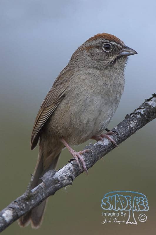 Rufous-crowned Sparrow - Aimophila ruficeps