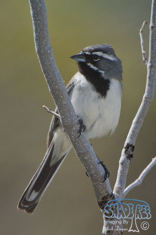 Black-Throated Sparrow - Amphispiza bilineata