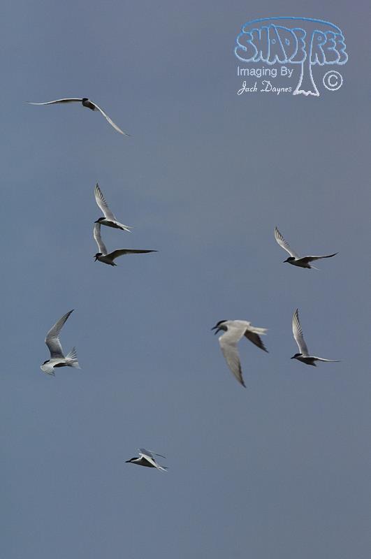 Gull-Billed Tern - Gelochelidon nilotica