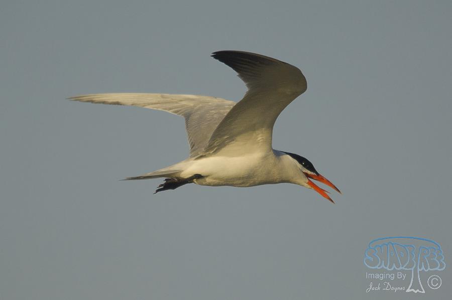 Caspian Tern - Hydroprogne caspia