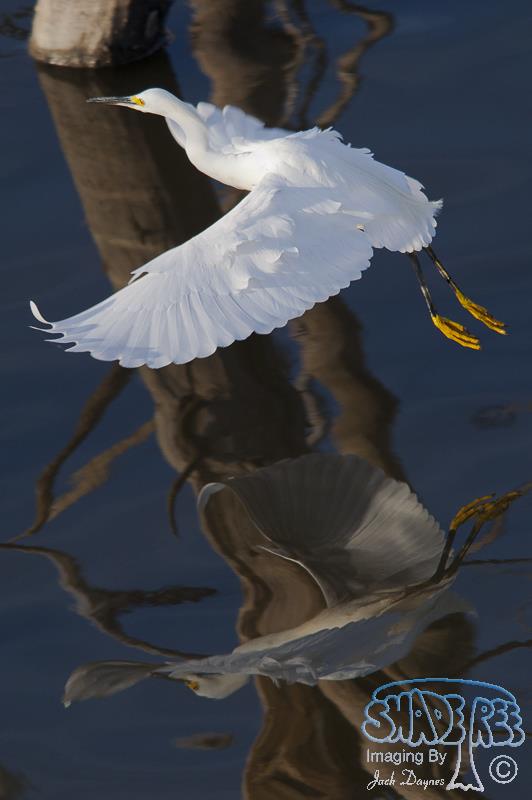 Snowy Egret - Egretta thula