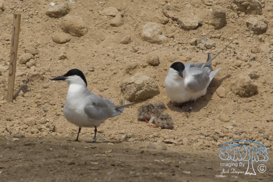 Gull-Billed Tern - Gelochelidon nilotica