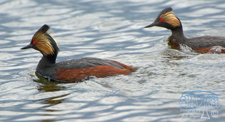 Eared Grebe - Podiceps nigricollis