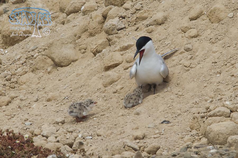 Gull-Billed Tern - Gelochelidon nilotica