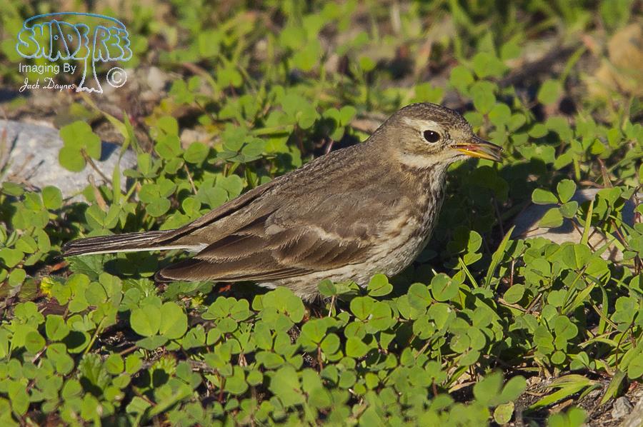 American Pipit - Anthus rubescens