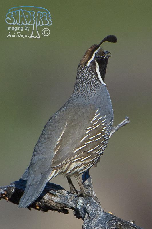 California Quail - Callipepla californica