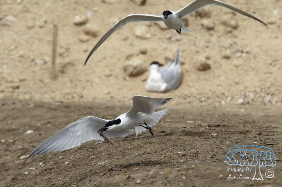 Gull-Billed Tern - Gelochelidon nilotica
