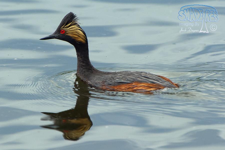 Eared Grebe - Podiceps nigricollis