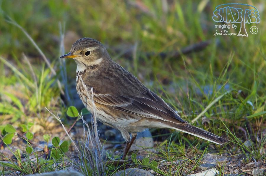 American Pipit - Anthus rubescens