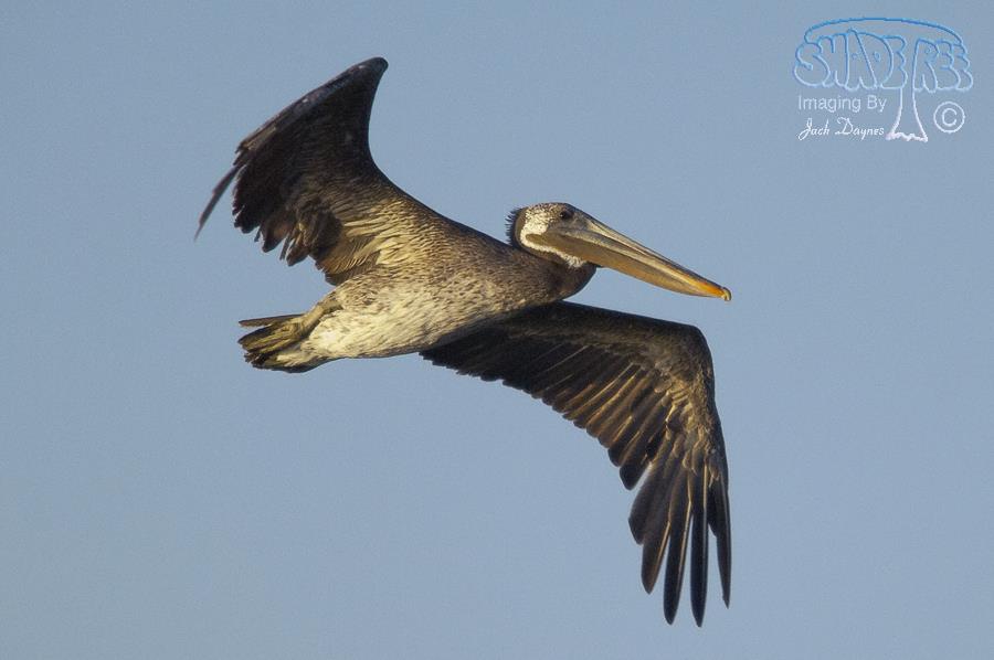 Brown Pelican - Pelecanus occidentalis