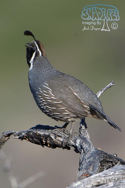 California Quail - Callipepla californica