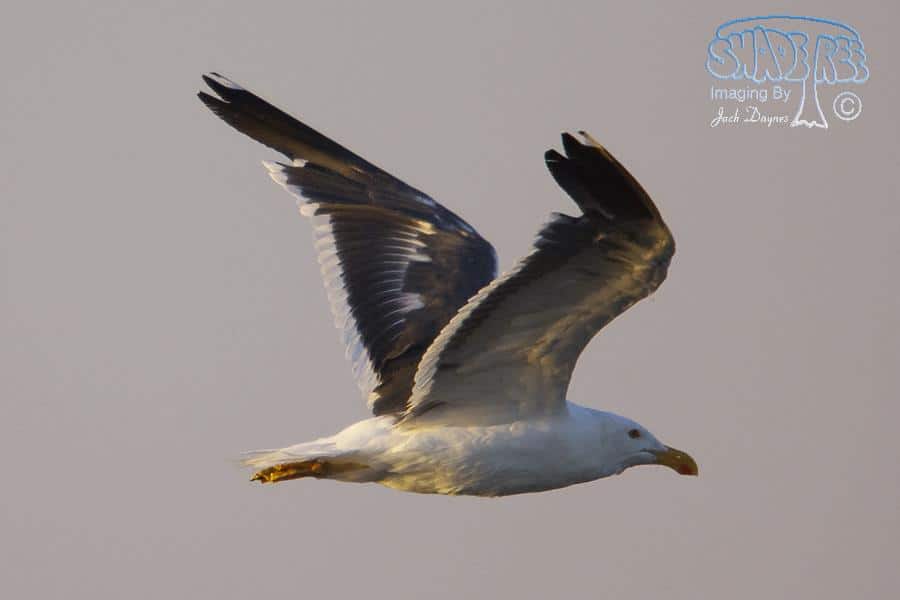 Yellow-footed Gull - Larus livens