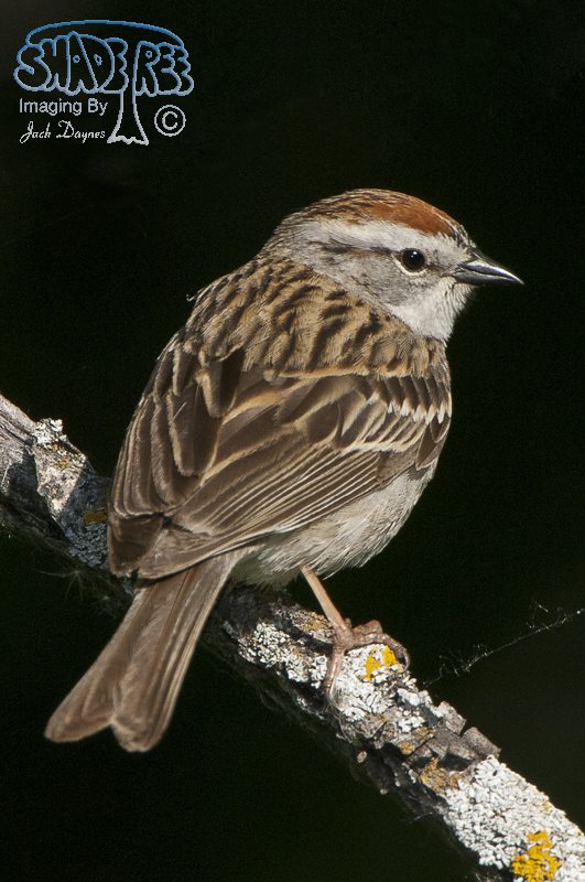 Chipping Sparrow - Spizella passerina