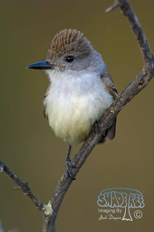 Ash-throated Flycatcher - Myiarchus cinerascens