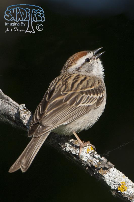Chipping Sparrow - Spizella passerina