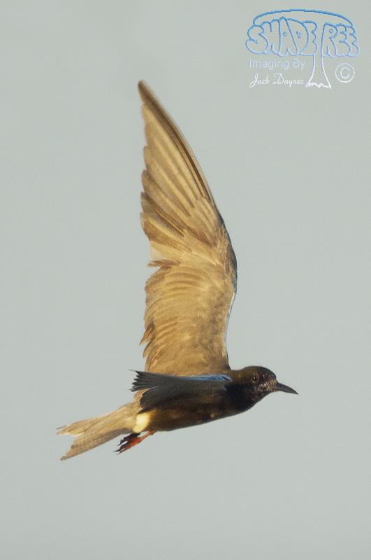 Black Tern - Chlidonias niger
