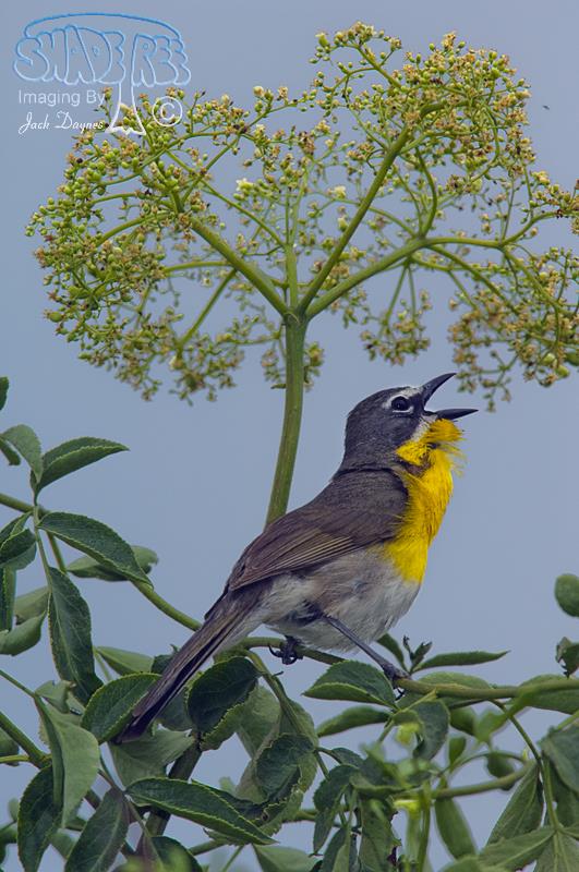 Yellow-breasted Chat - Icteria virens