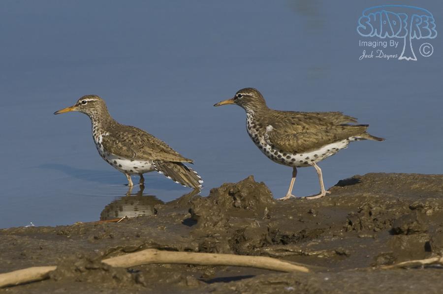 Spotted Sandpiper - Actitis macularius