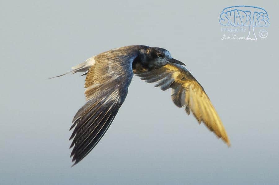 Black Tern - Chlidonias niger