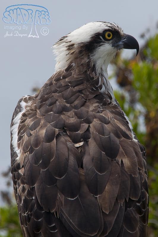 Osprey - Pandion haliaetus