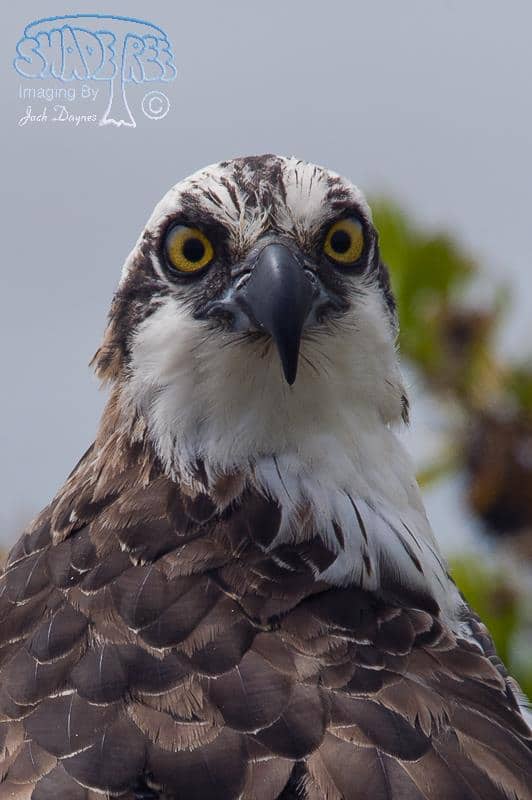 Osprey - Pandion haliaetus