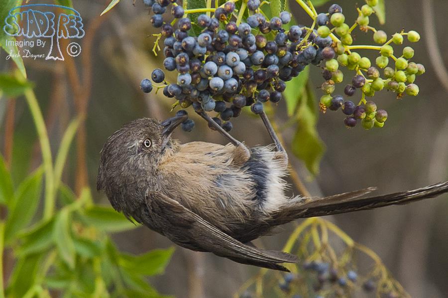 Wrentit - Chamaea fasciata