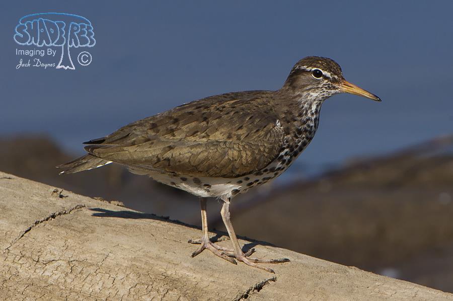 Spotted Sandpiper - Actitis macularius