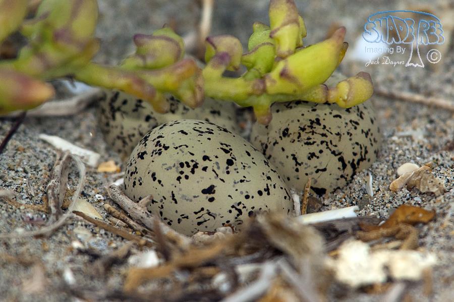 Snowy Plover - Charadrius alexandrinus