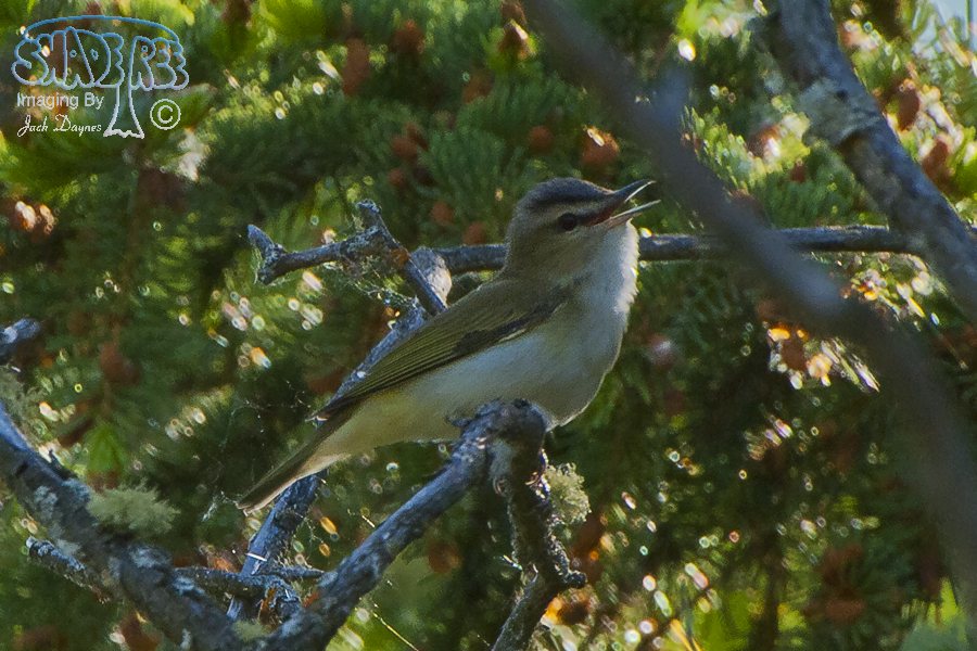 Red-Eyed Vireo - Vireo olivaceus