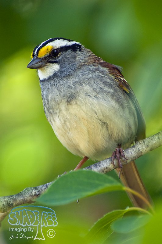 White-Throated Sparrow - Zonotrichia albicollis