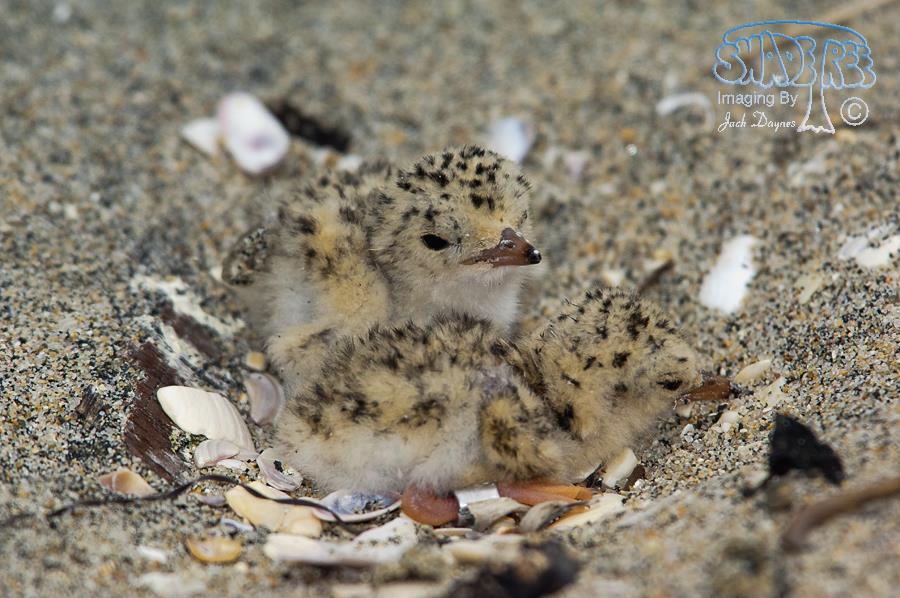 Least Tern - Sternula antillarum