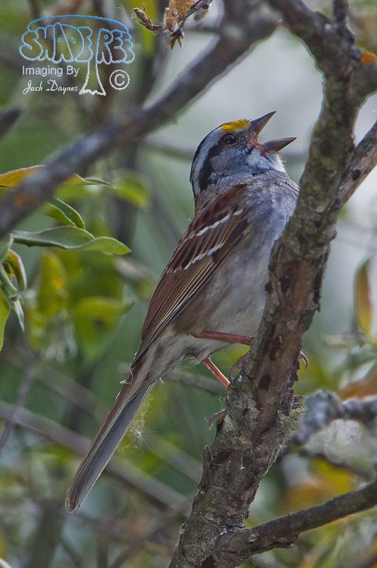 White-Throated Sparrow - Zonotrichia albicollis