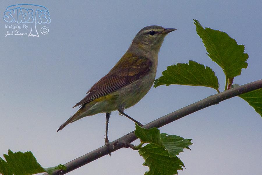 Red-eyed Vireo - Vireo olivaceus