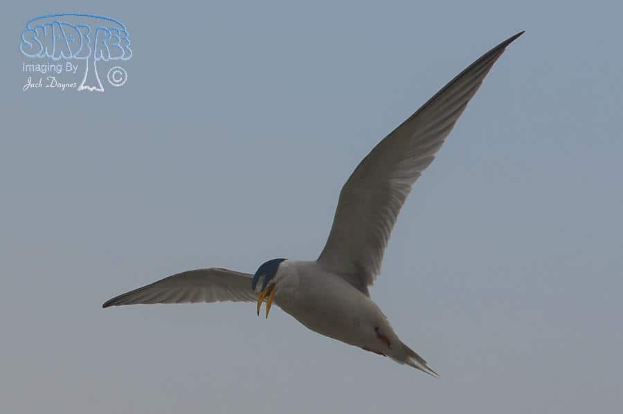 Least Tern - Sternula antillarum