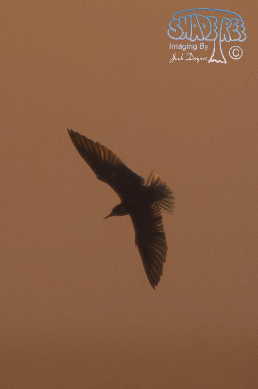 Black Tern - Chlidonias niger