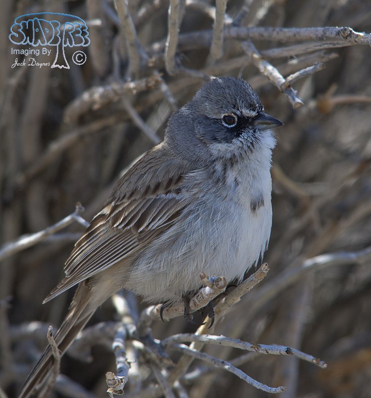 Sagebrush Sparrow - Artemisiospiza nevadensis