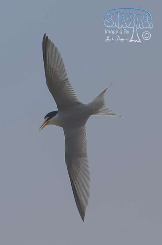 Least Tern - Sternula antillarum