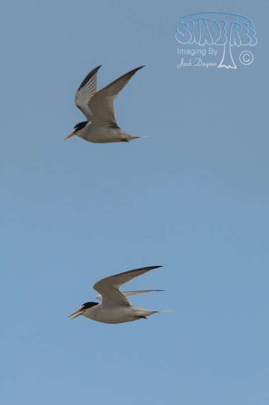 Least Tern - Sternula antillarum