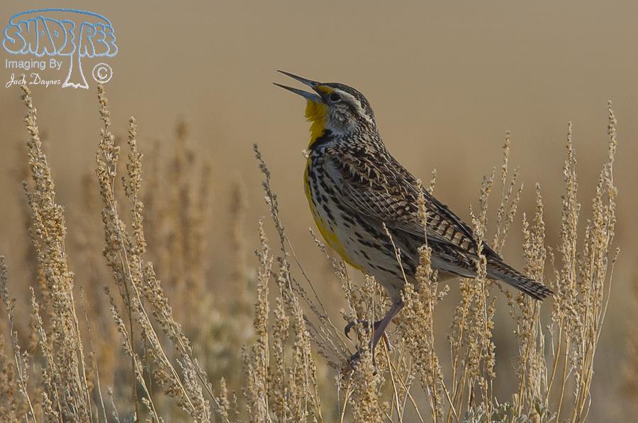 Western Meadowlark - Sturnella neglecta