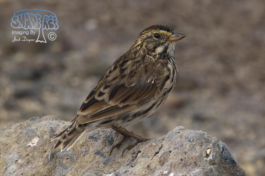 Savannah Sparrow - Passerculus sandwichensis