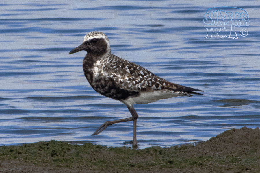 Black-Bellied Plover - Pluvialis squatarola