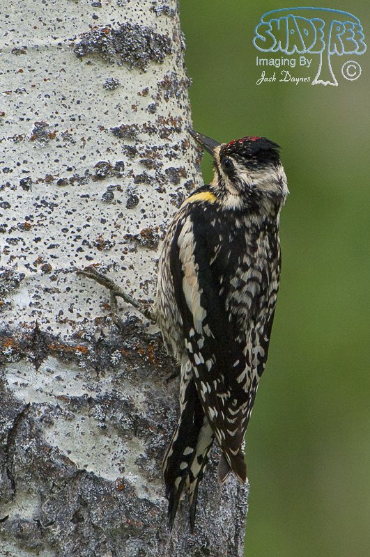 Yellow-bellied Sapsucker - Sphyrapicus varius