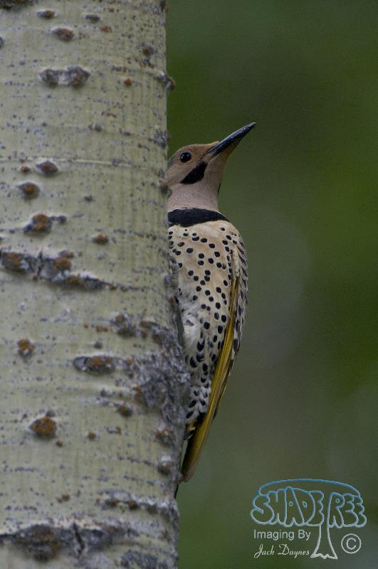 Northern Flicker - Colaptes auratus
