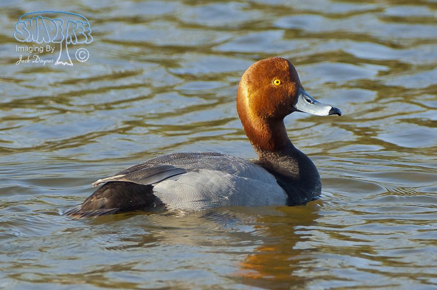 Redhead - Aythya americana