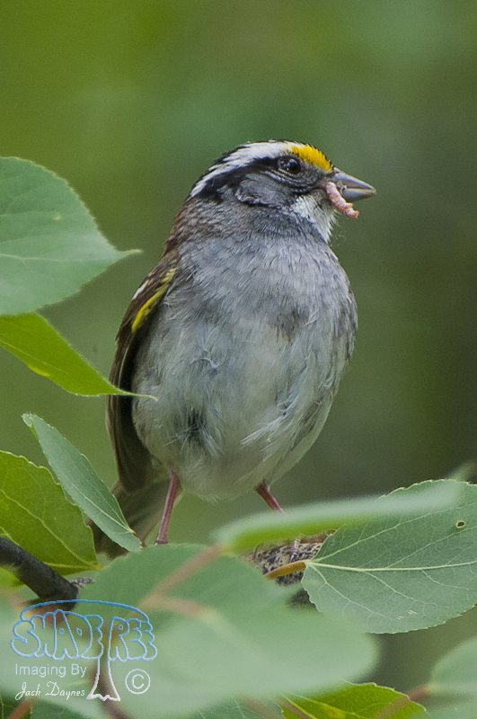 White-throated Sparrow - Zonotrichia albicollis