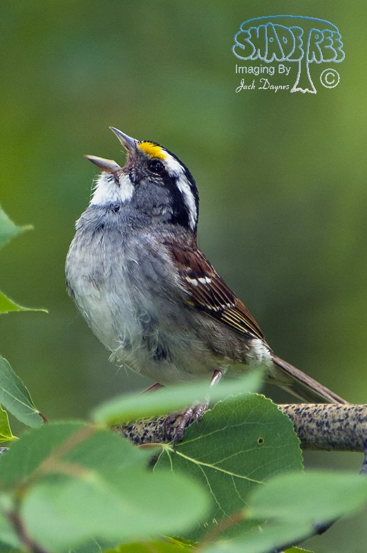 White-throated Sparrow - Zonotrichia albicollis