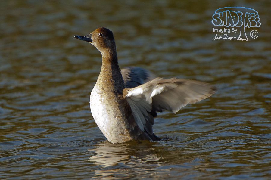 Redhead - Aythya americana