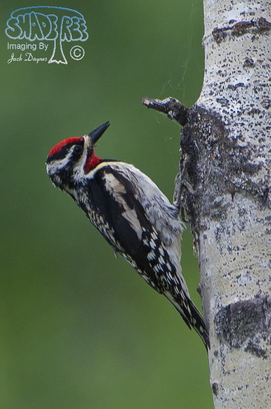 Yellow-bellied Sapsucker - Sphyrapicus varius