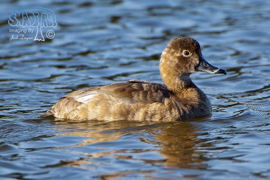 Redhead - Aythya americana