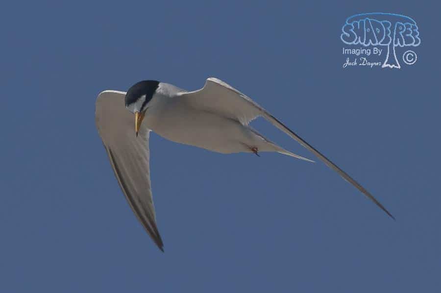 Least Tern - Sternula antillarum